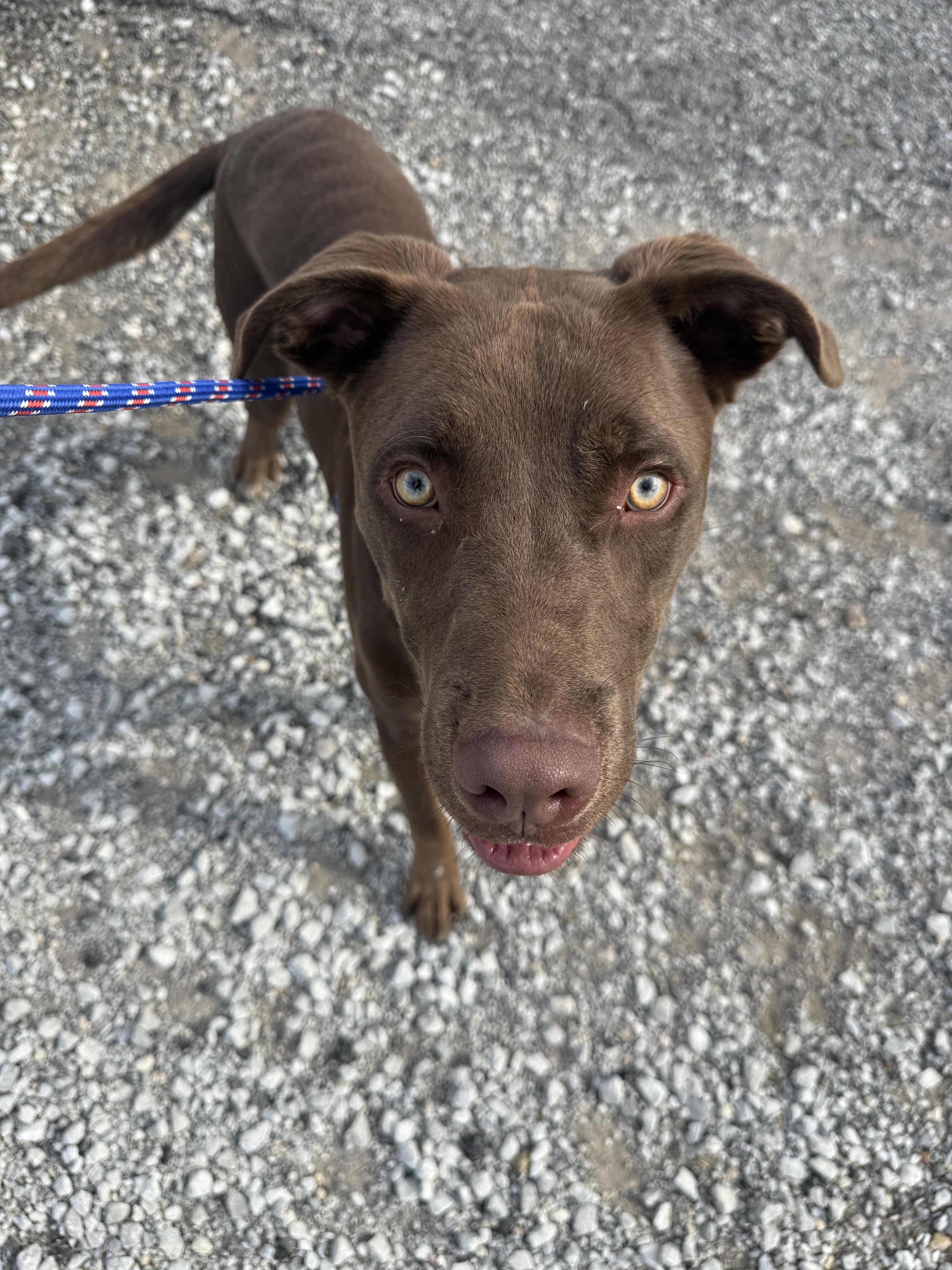 Enlarge Porky, a Adoptable mixed breed in Hiawatha, KS image 2/4