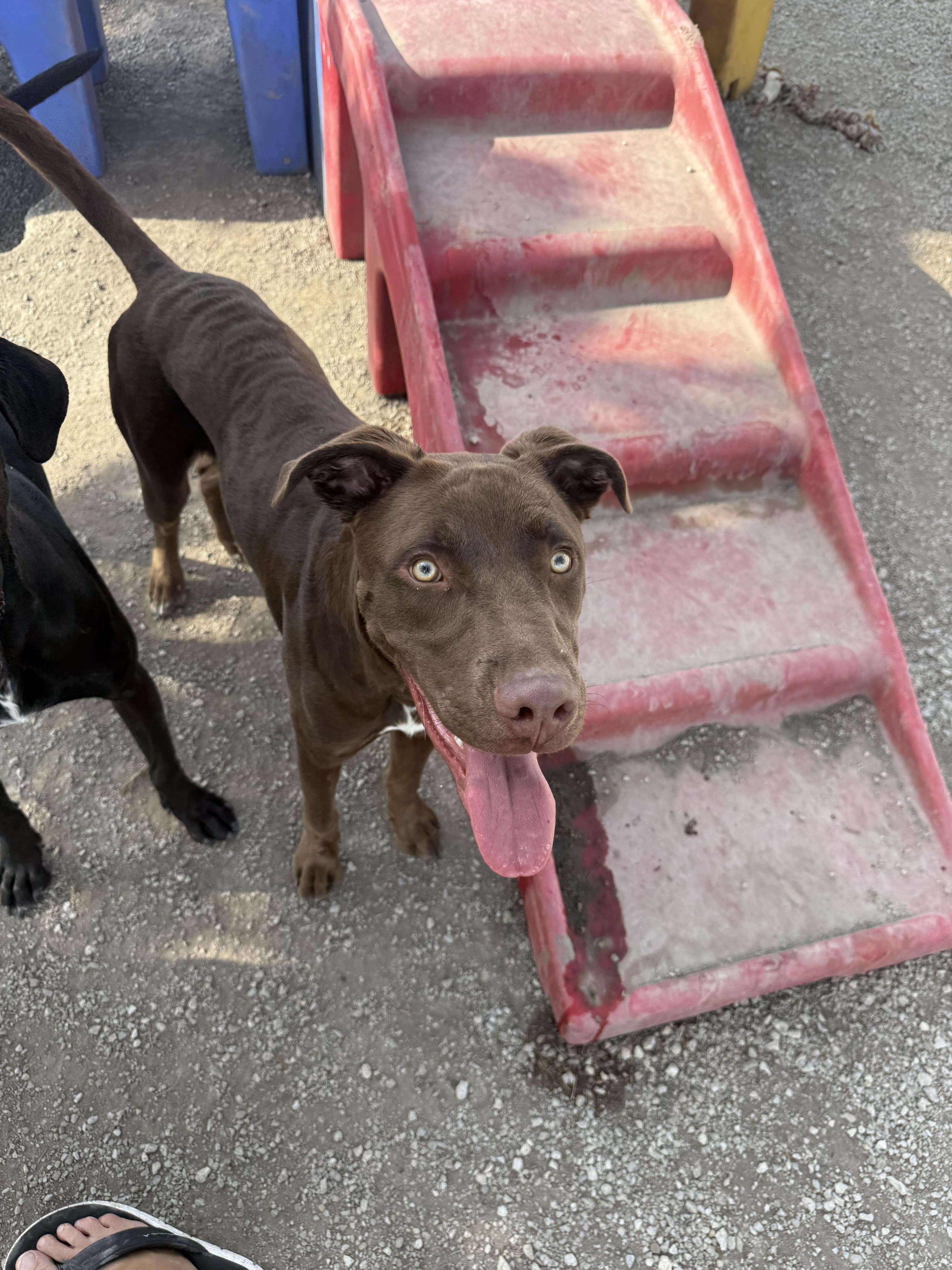 Enlarge Porky, a Adoptable mixed breed in Hiawatha, KS image 4/4