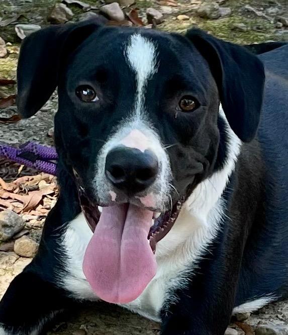 Domino 25, Adoptable, Young Male Labrador Retriever.