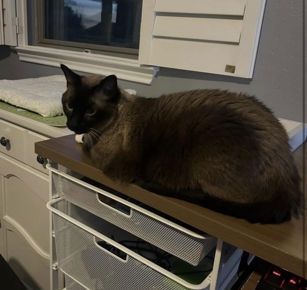 Mao, Adoptable, Senior Male Siamese & Domestic Short Hair.