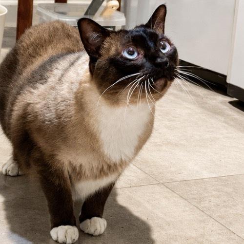 Enlarge Mao, a Adoptable mixed breed in Austin, TX image 3/6