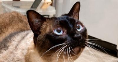 Enlarge Mao, a Adoptable mixed breed in Austin, TX image 6/6
