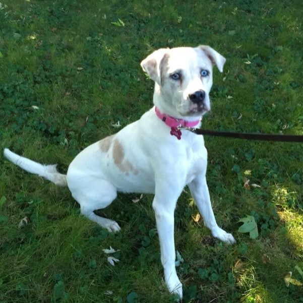 Billie, a Adoptable mixed breed in Barrington Hills, IL image 1/4