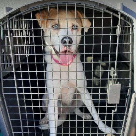 Billie, a Adoptable mixed breed in Barrington Hills, IL image 2/4