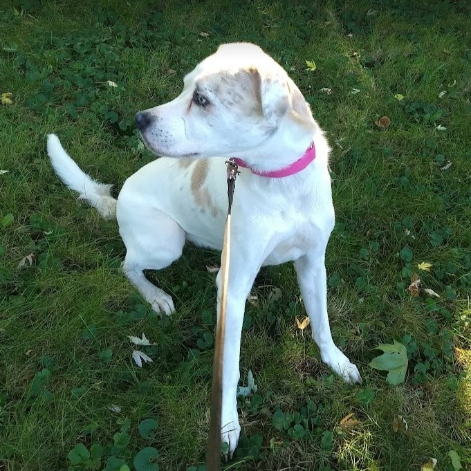 Billie, a Adoptable mixed breed in Barrington Hills, IL image 3/4