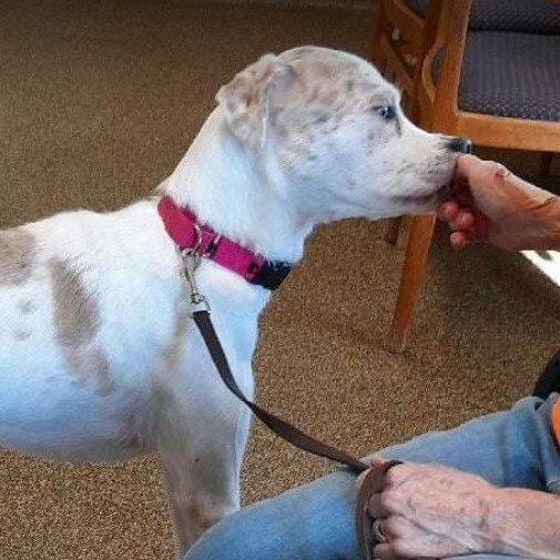 Billie, a Adoptable mixed breed in Barrington Hills, IL image 4/4