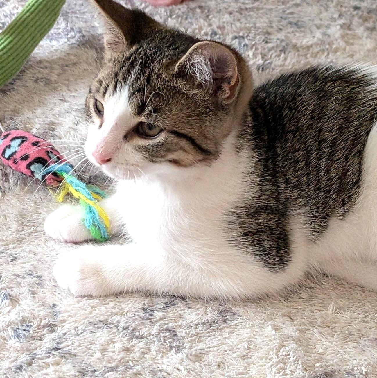 Spunky, ADOPTABLE, Kitten Male Tabby.