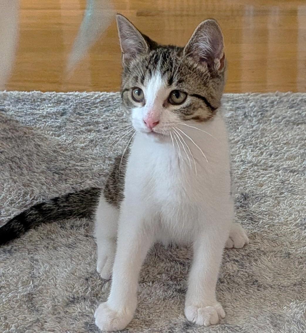 Spunky, ADOPTABLE, Kitten Male Tabby.