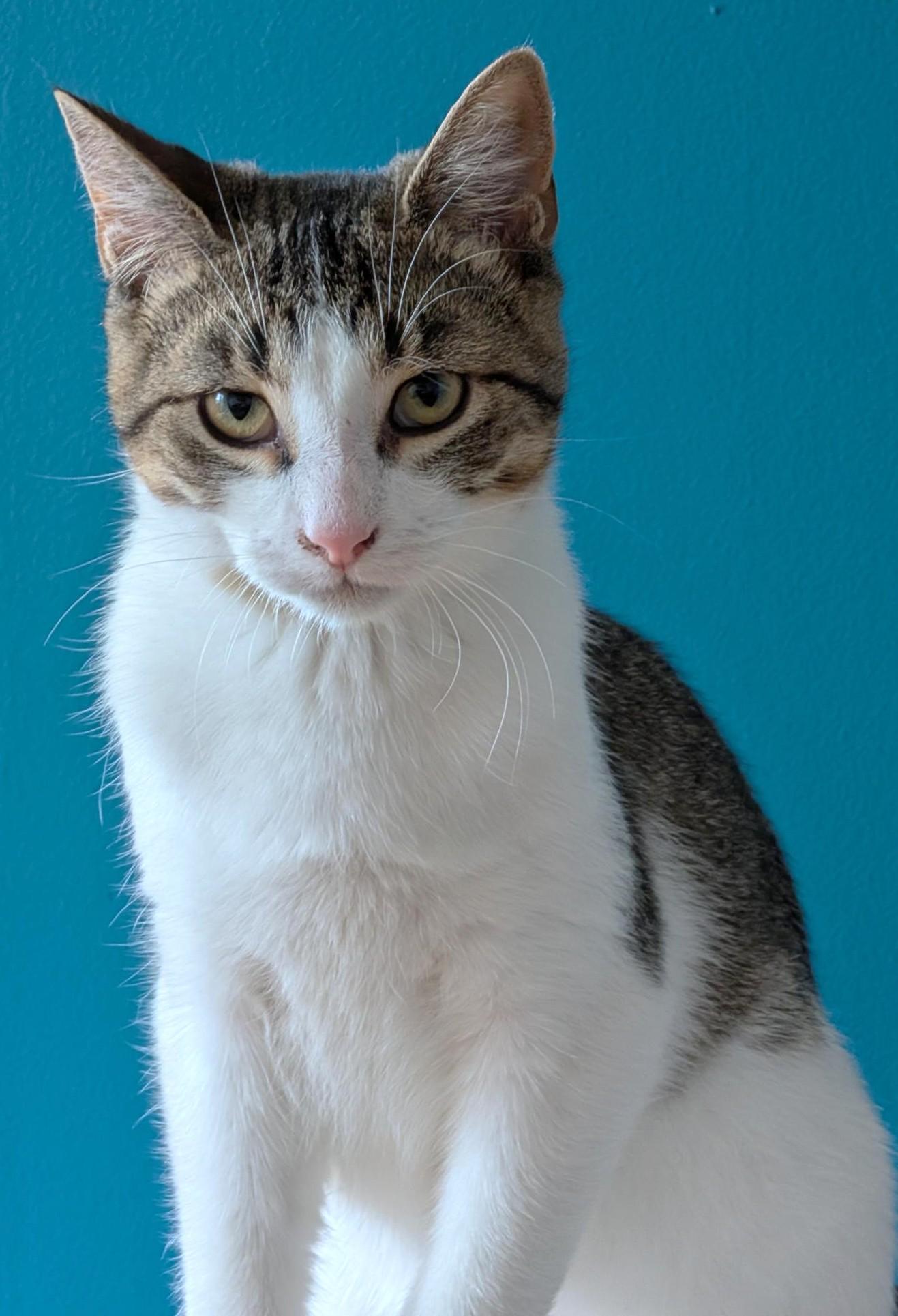 Enlarge Spunky, a Adoptable Tabby in Stoney Creek, ON image 1/4