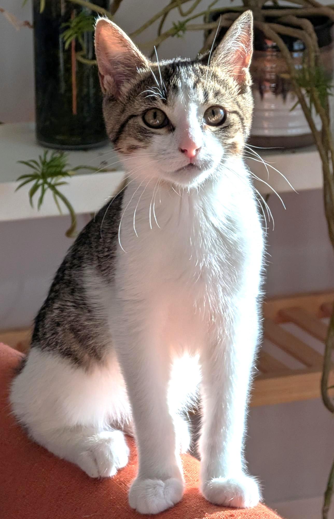 Spunky, a ADOPTABLE Tabby in Stoney Creek, ON image 4/5
