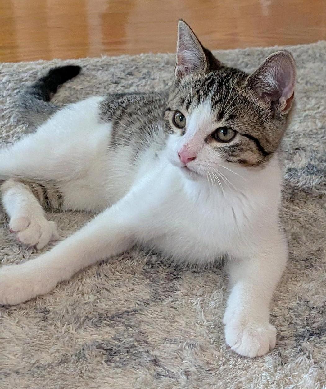 Spunky, a ADOPTABLE Tabby in Stoney Creek, ON image 2/4