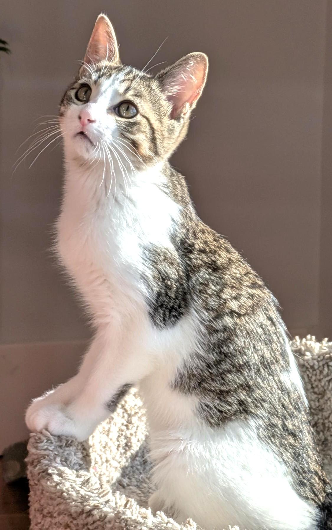 Spunky, a ADOPTABLE Tabby in Stoney Creek, ON image 2/5