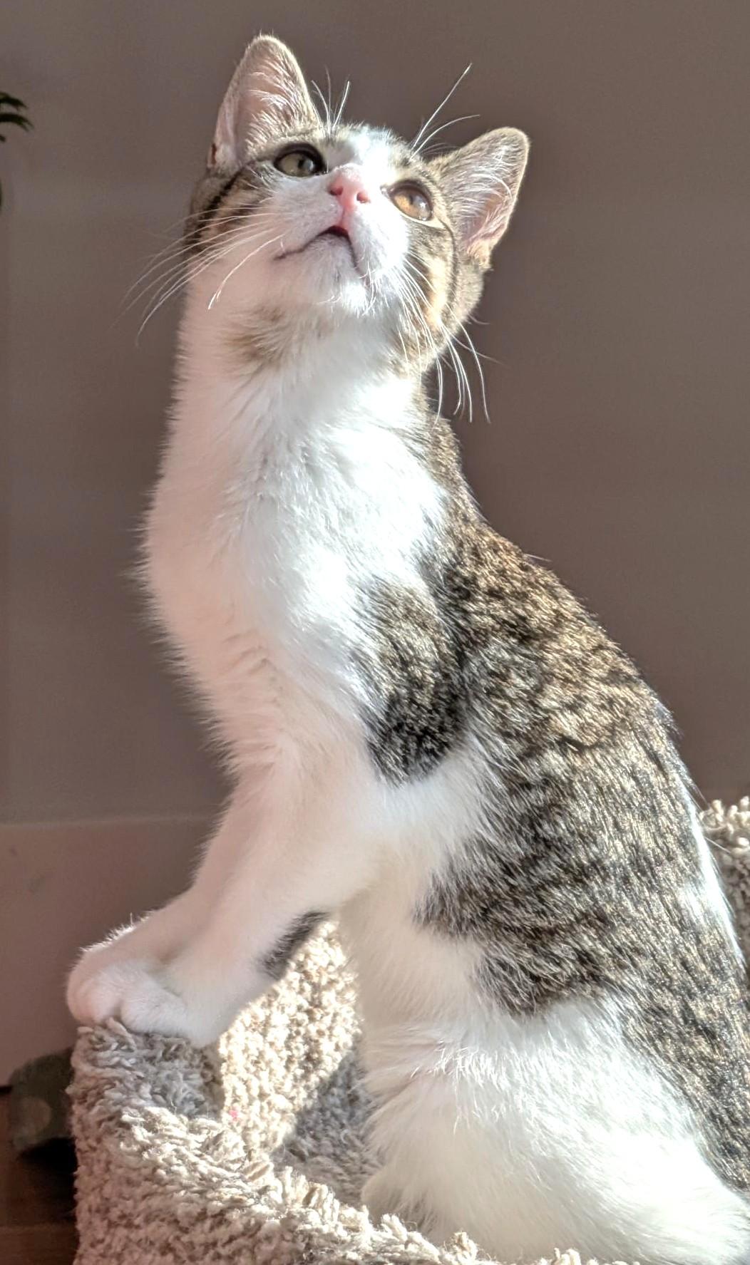 Spunky, a ADOPTABLE Tabby in Stoney Creek, ON image 5/5