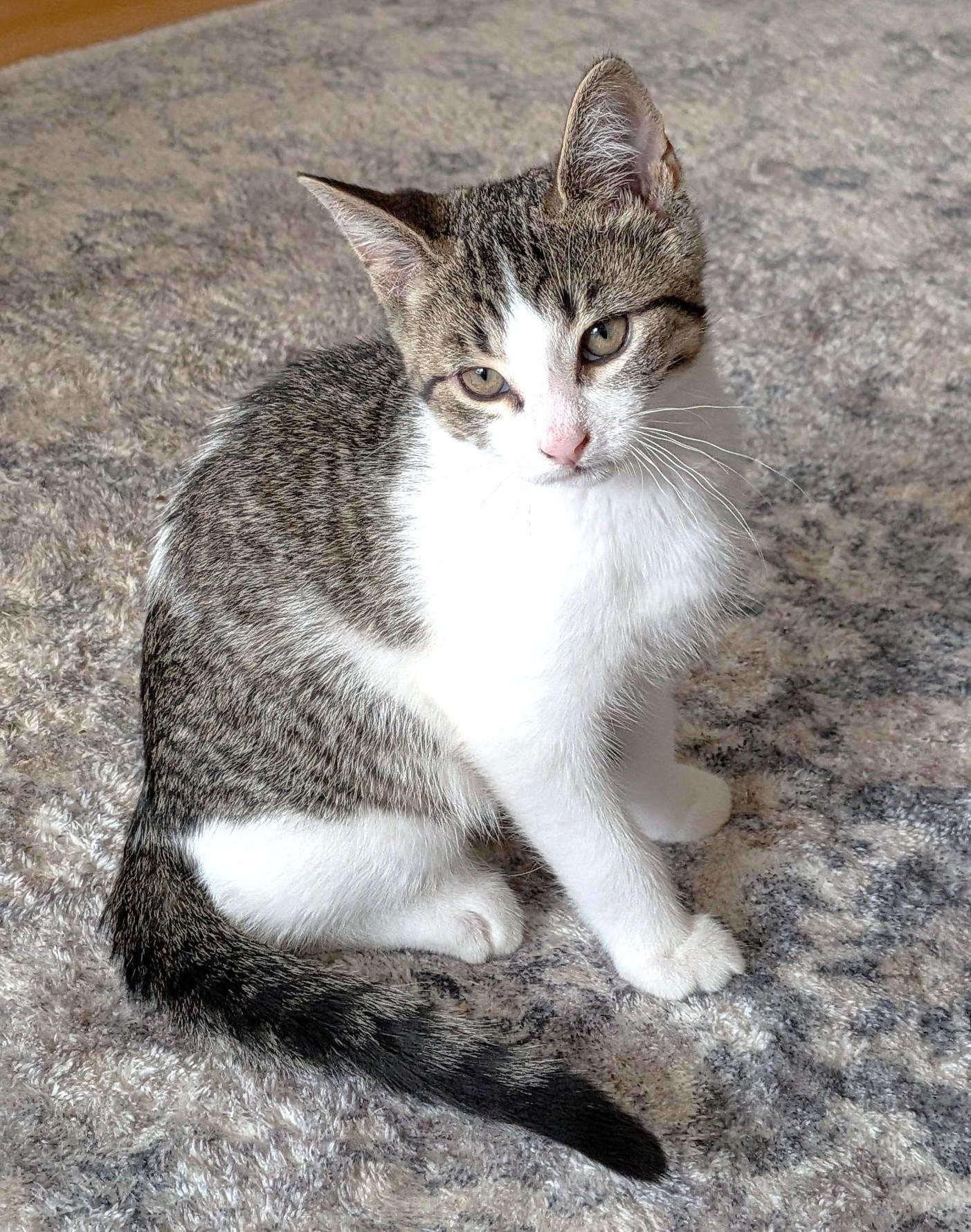 Spunky, a ADOPTABLE Tabby in Stoney Creek, ON image 4/4
