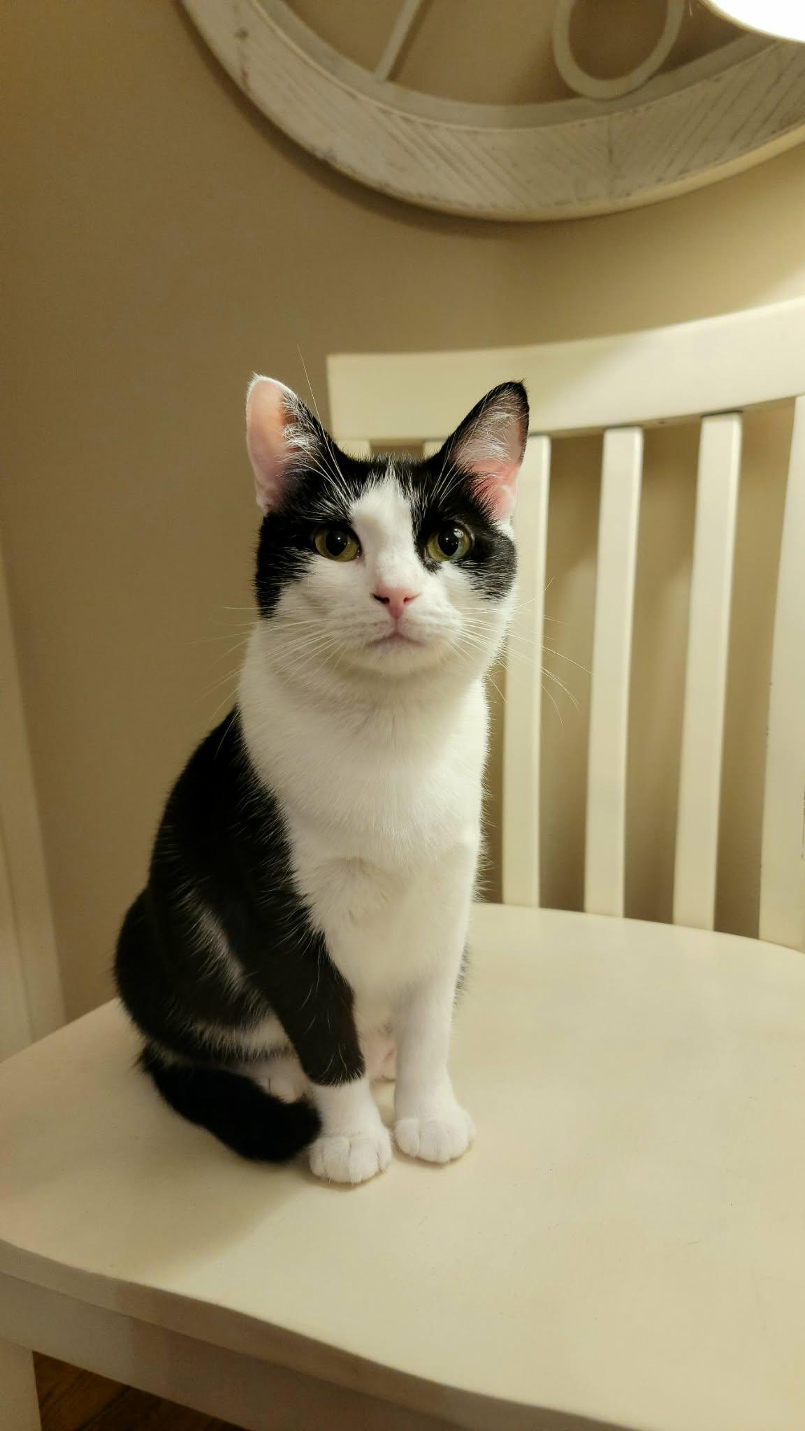 Minnie, Adoptable, Adult Female Domestic Short Hair.