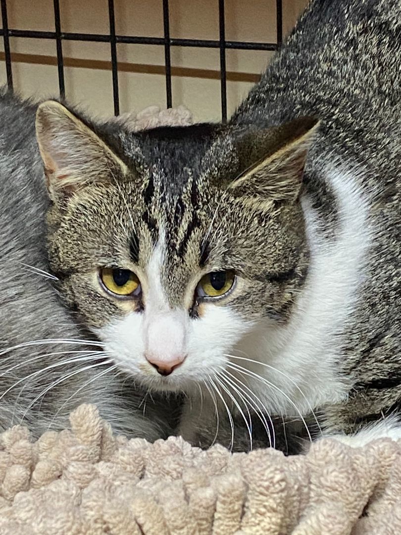 Enlarge Mercedes, a Adoptable Tabby in New Richmond, WI image 1/2