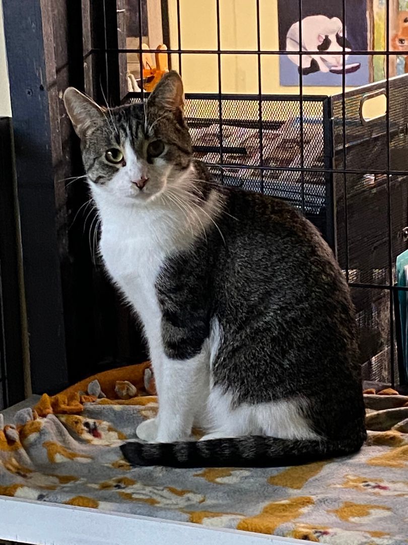 Enlarge Mercedes, a Adoptable Tabby in New Richmond, WI image 2/2