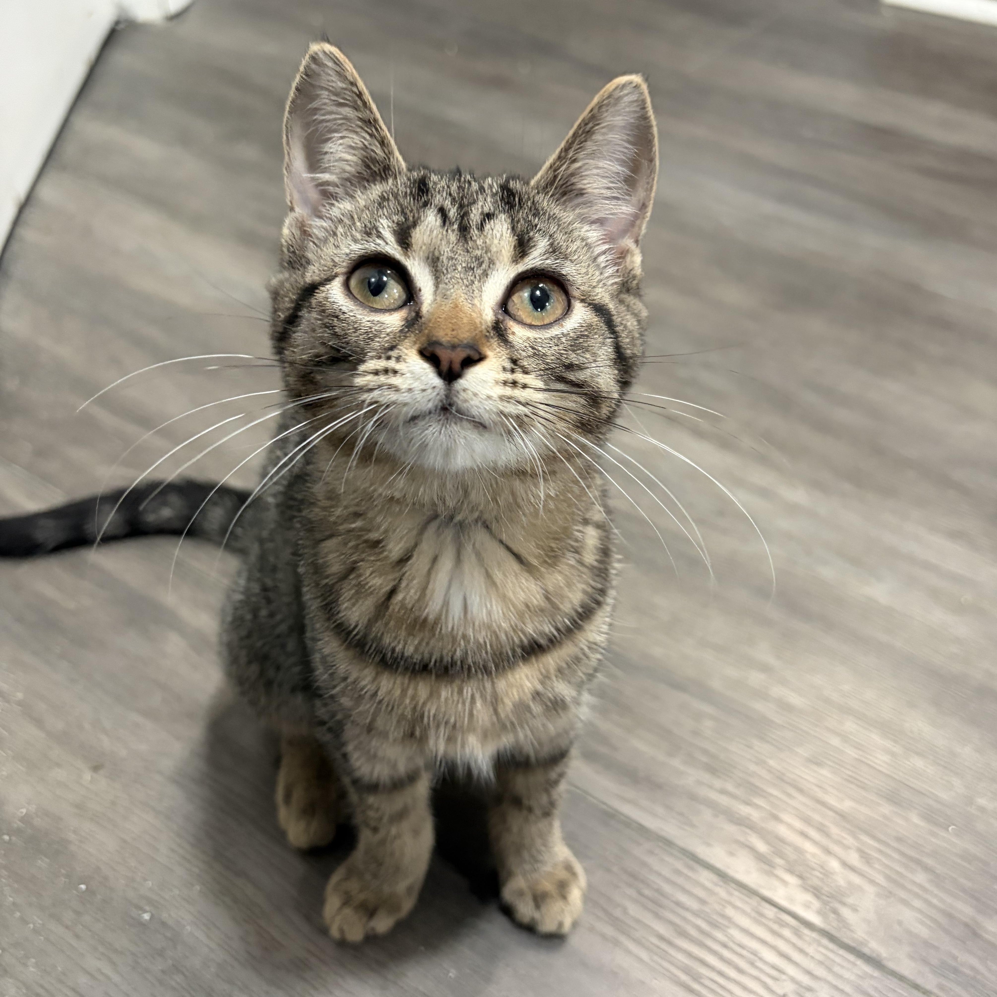 Elsie and Schmuffin, a ADOPTABLE American Shorthair in West newton, PA image 4/6