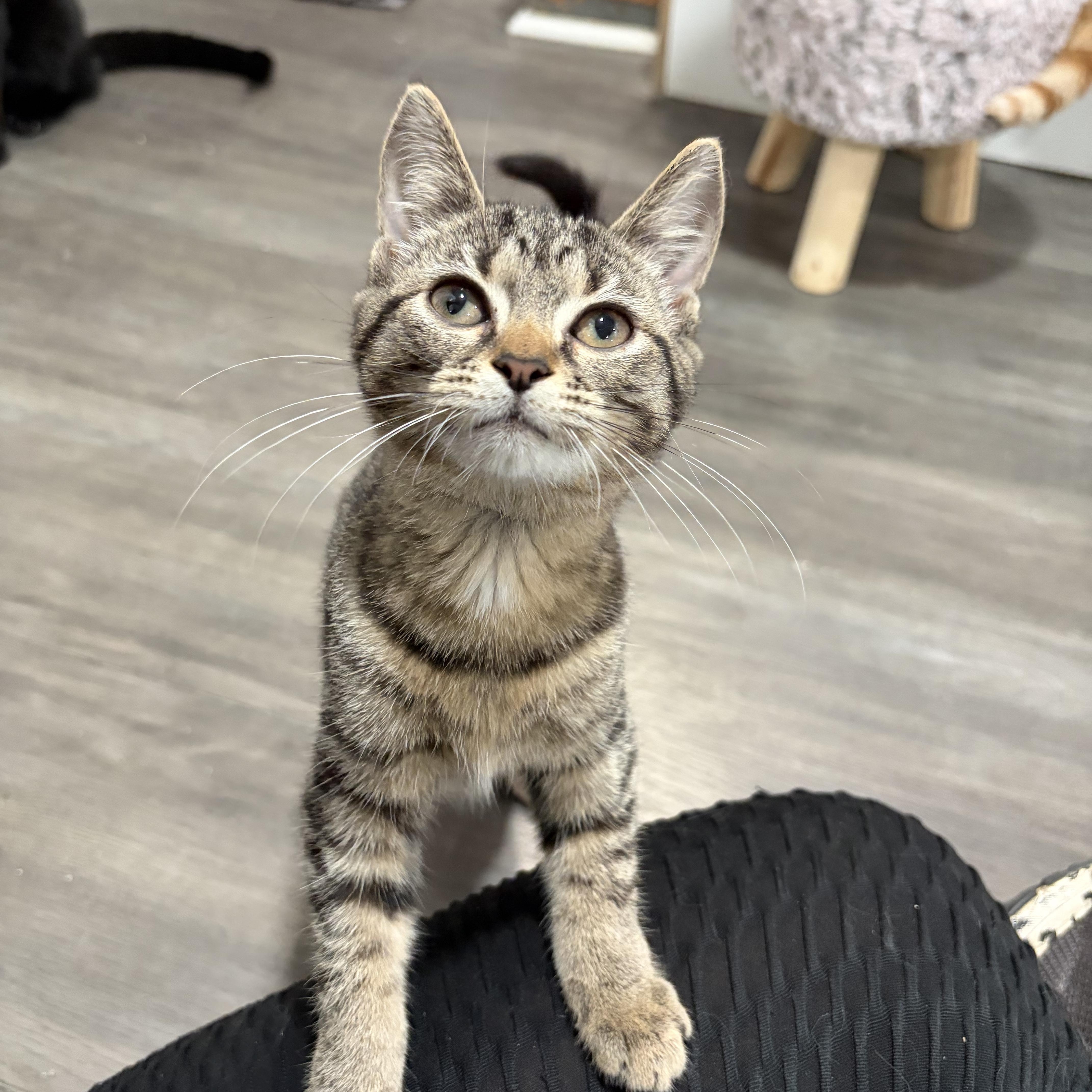 Elsie and Schmuffin, a ADOPTABLE American Shorthair in West newton, PA image 3/6