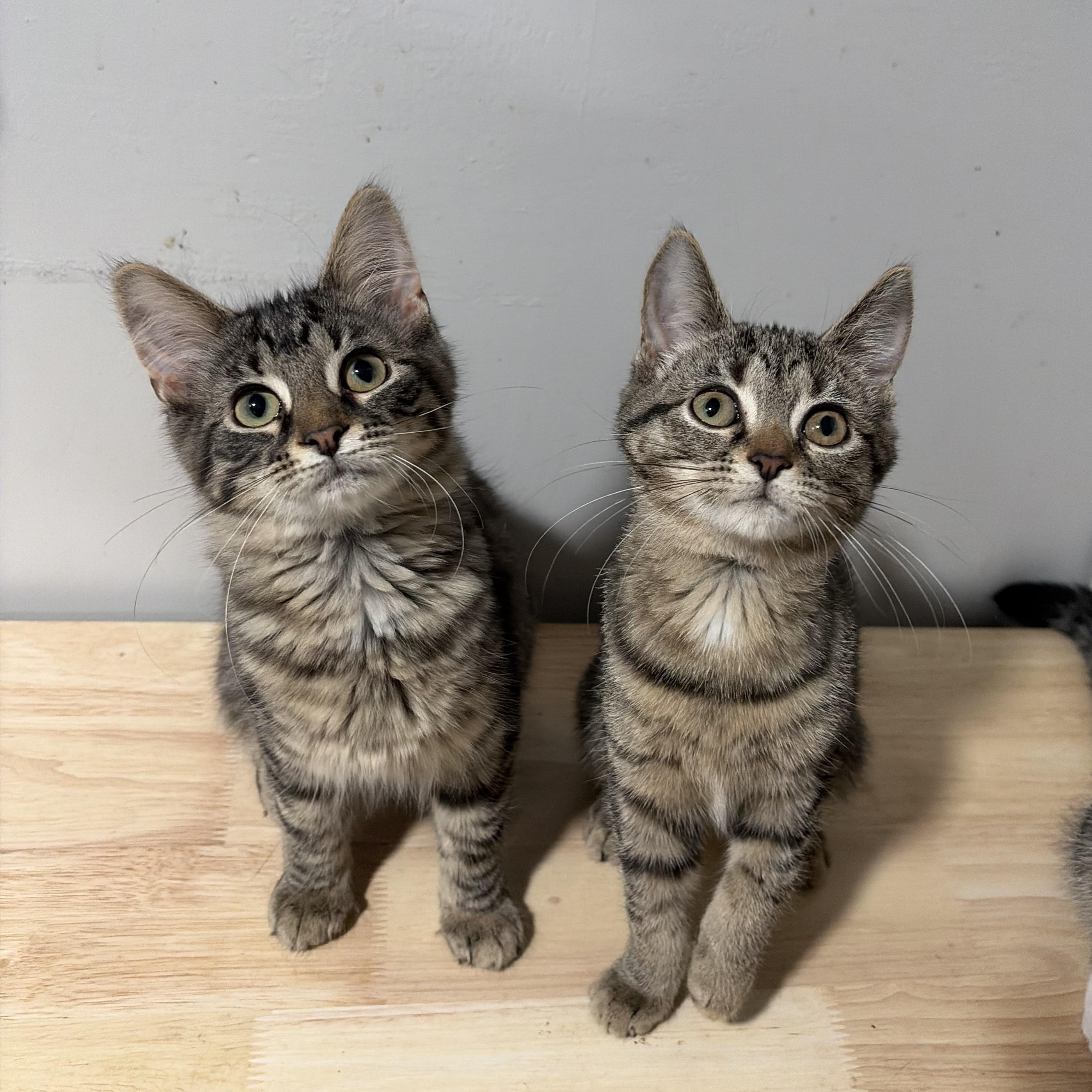 Elsie and Schmuffin, a ADOPTABLE American Shorthair in West newton, PA image 2/6