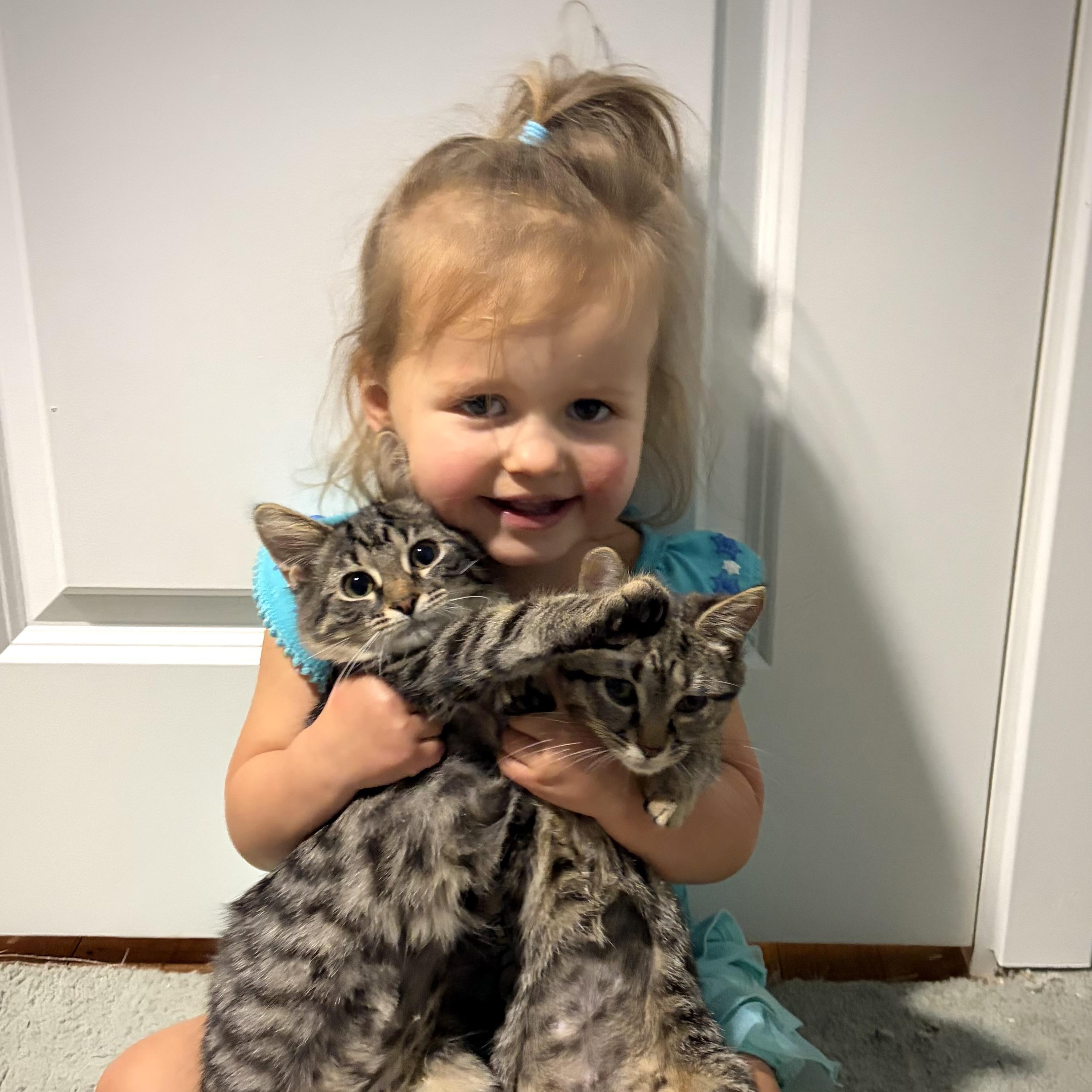 Elsie and Schmuffin, a ADOPTABLE American Shorthair in West newton, PA image 5/6