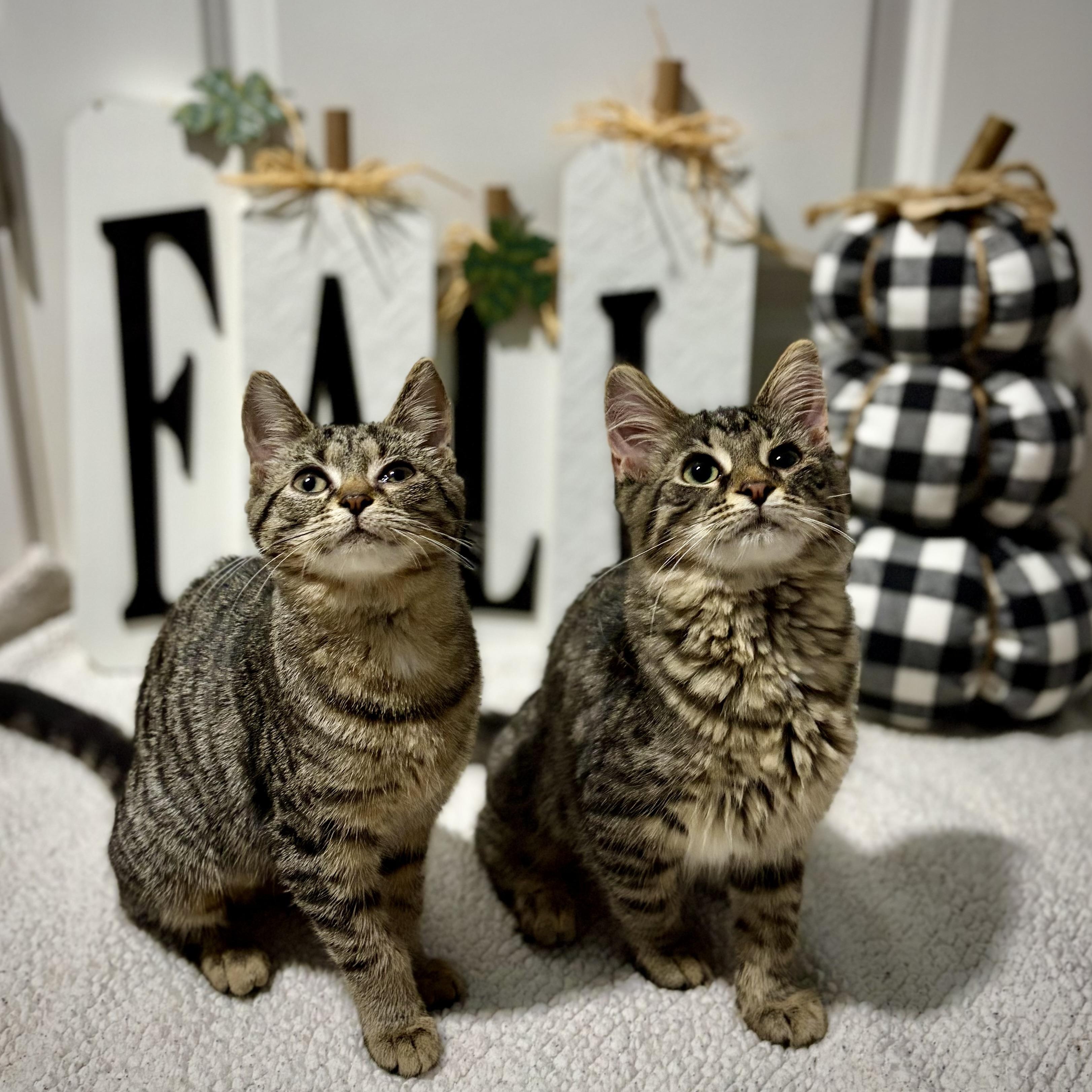 Elsie and Schmuffin, a ADOPTABLE American Shorthair in West newton, PA image 1/6