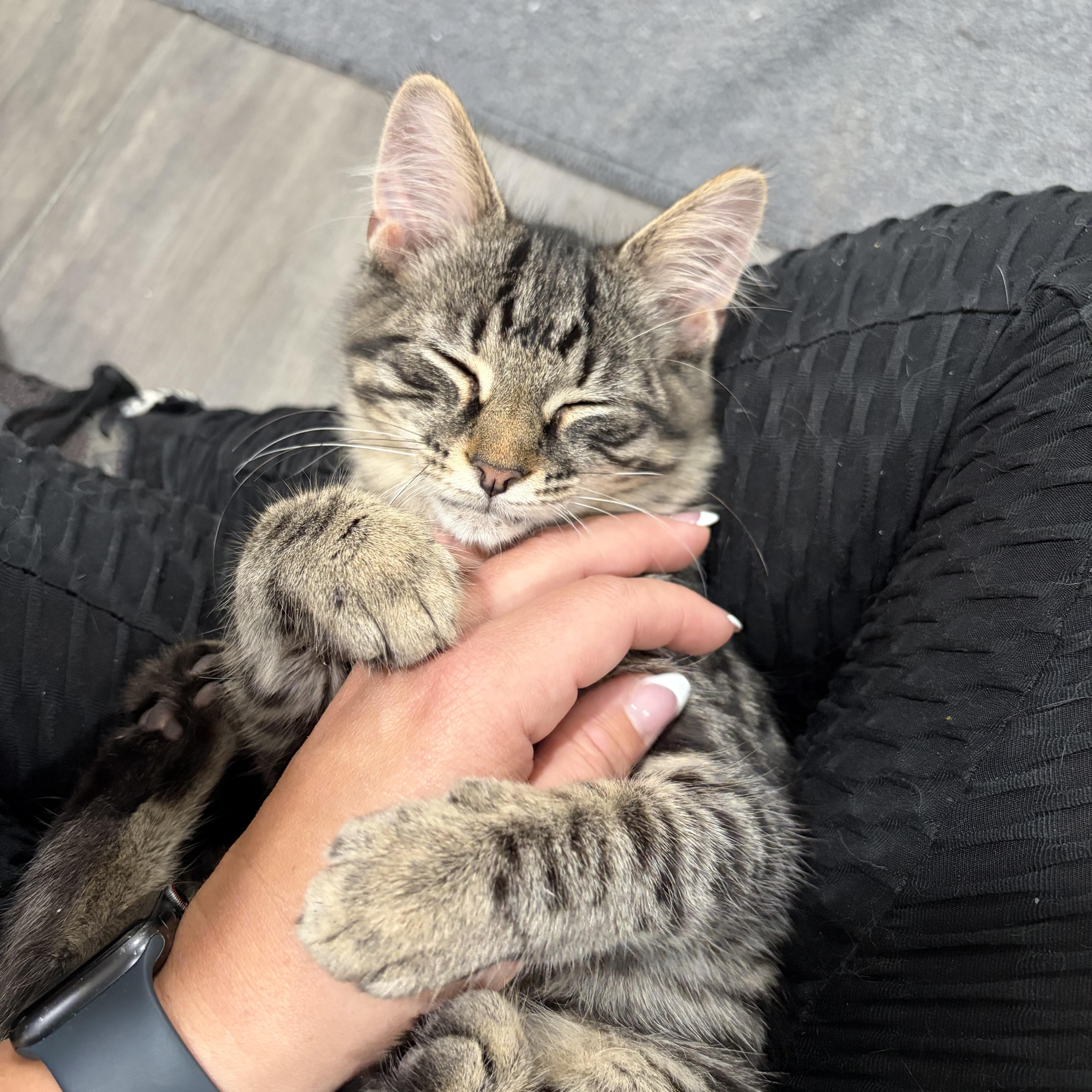 Elsie and Schmuffin, a ADOPTABLE American Shorthair in West newton, PA image 6/6