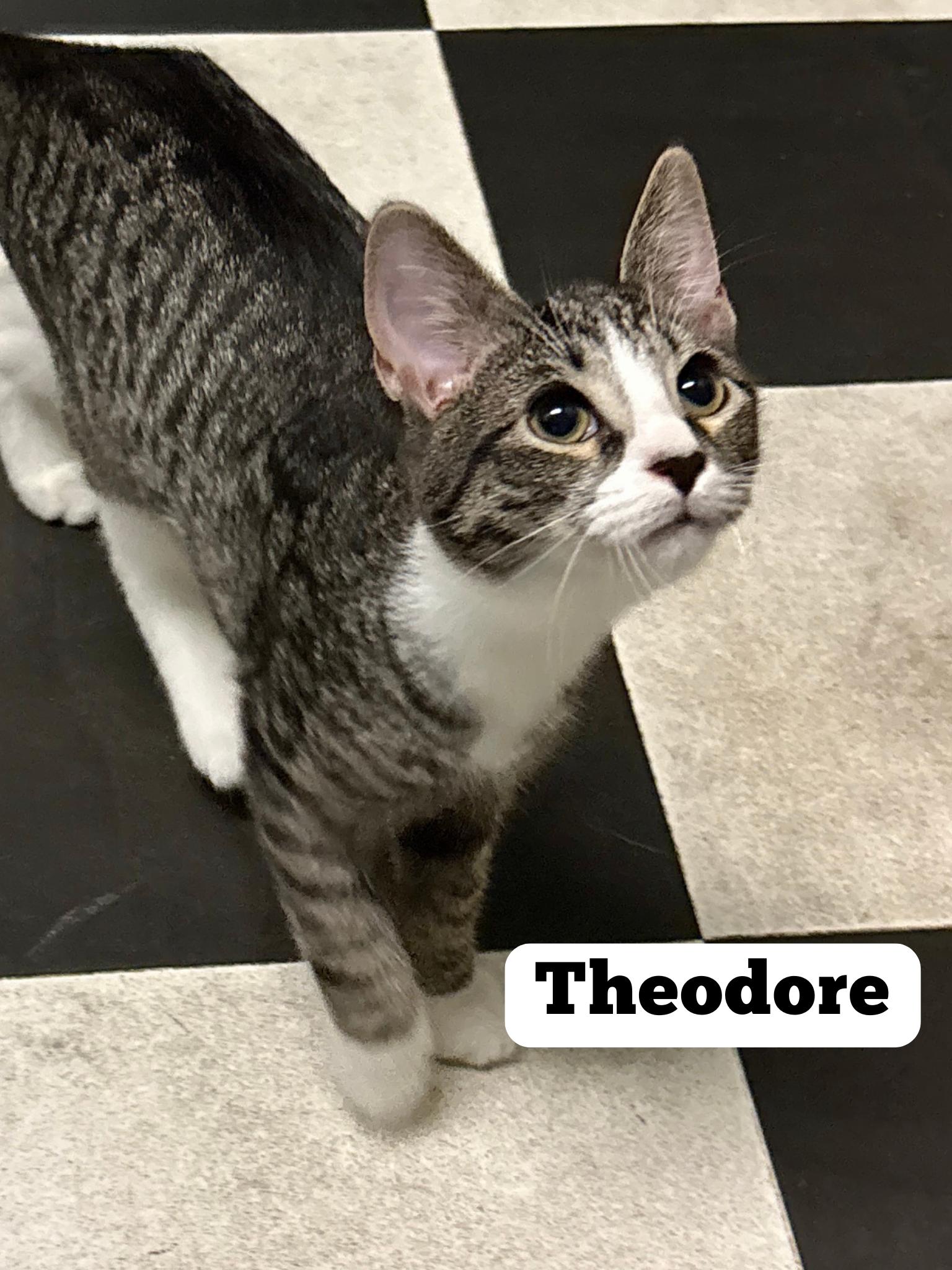 Enlarge Theodore, a Adopted Domestic Short Hair in Monticello, IL image 1/1