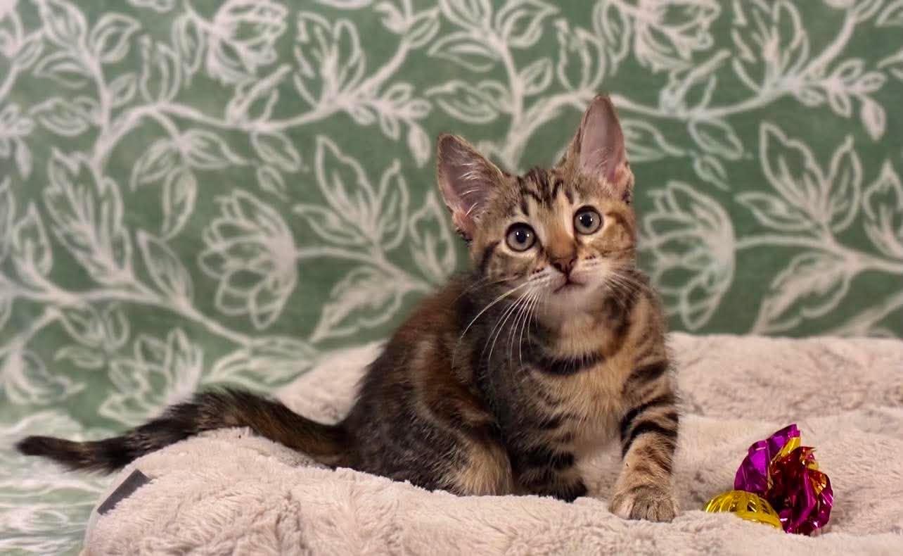 Enlarge Blaze, a Adoptable Domestic Short Hair in Farmington, CT image 6/6