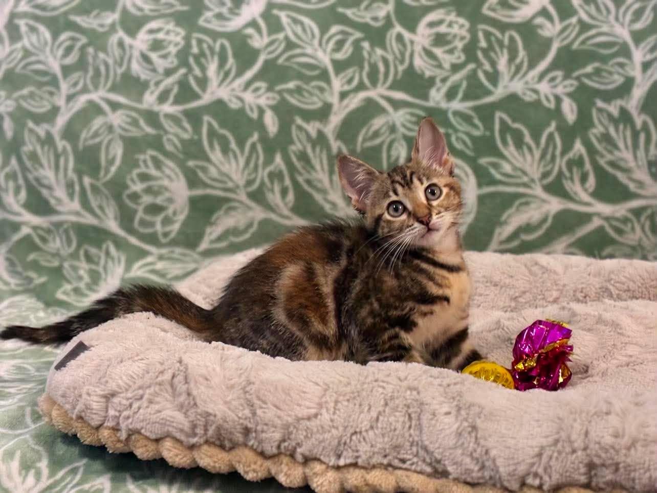 Blaze, Adoptable, Kitten Female Domestic Short Hair.