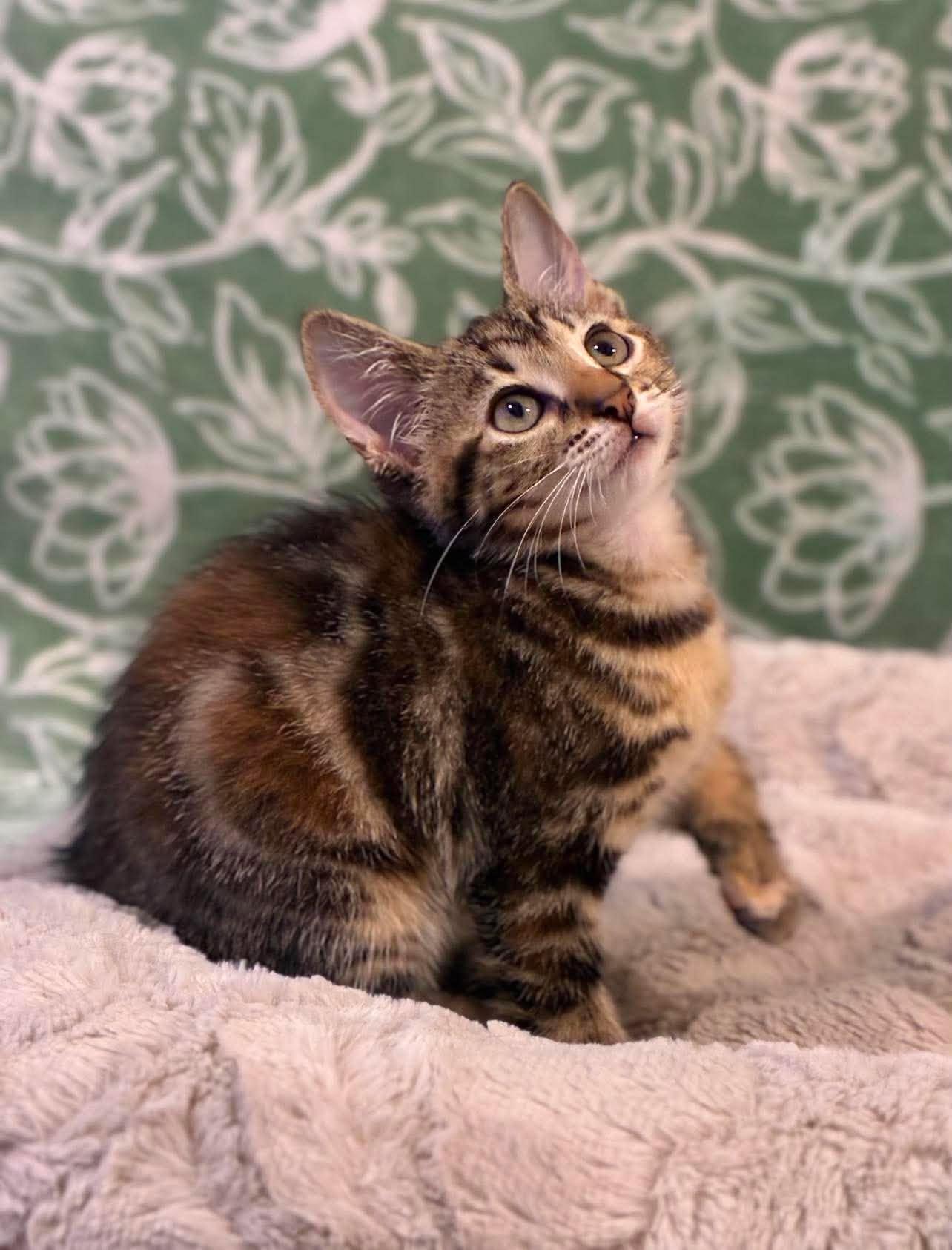 Enlarge Blaze, a Adoptable Domestic Short Hair in Farmington, CT image 4/6