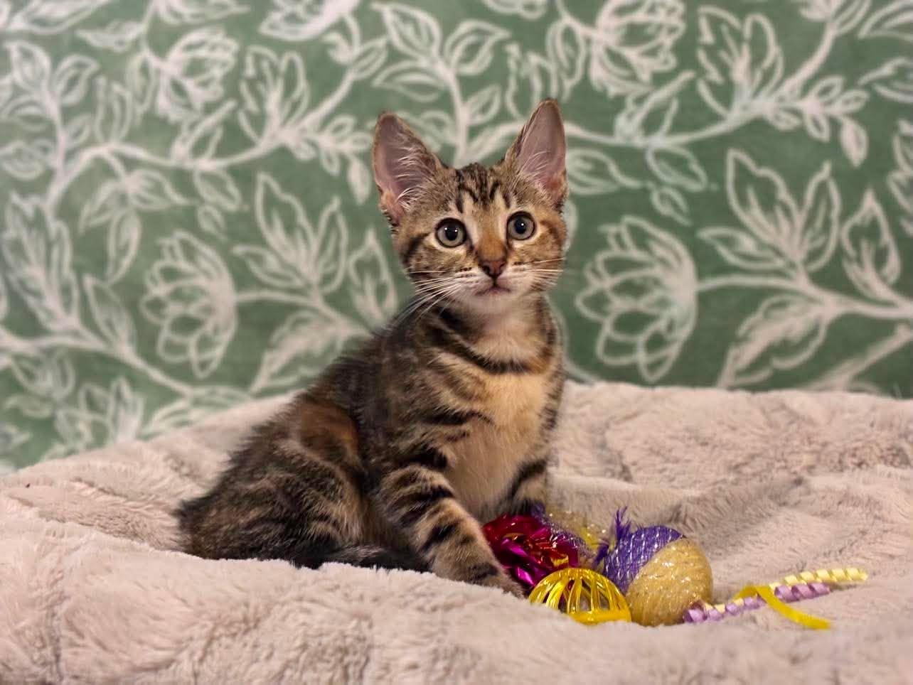 Enlarge Blaze, a Adoptable Domestic Short Hair in Farmington, CT image 2/6