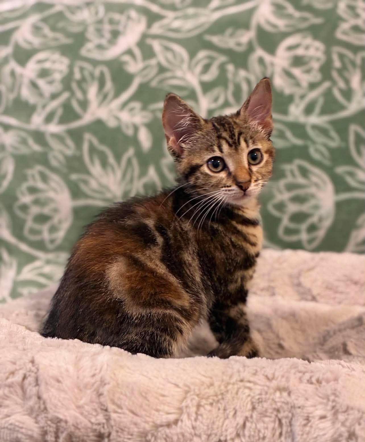 Enlarge Blaze, a Adoptable Domestic Short Hair in Farmington, CT image 5/6