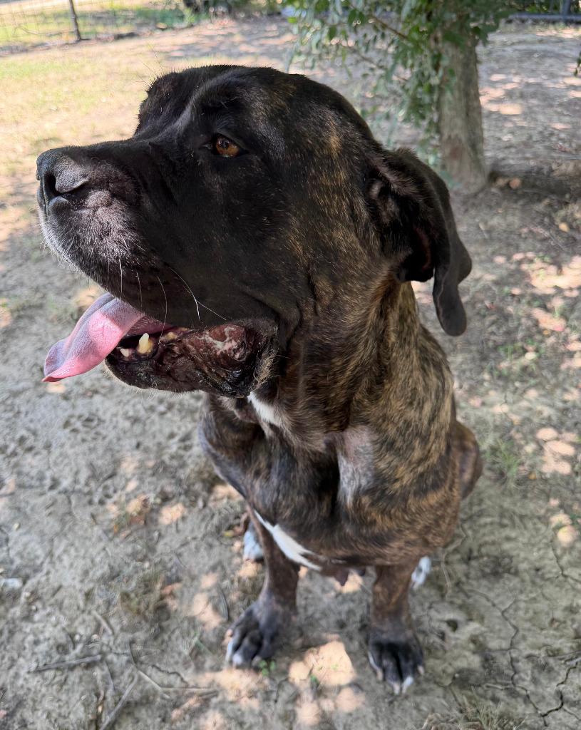 Nala, Adoptable, Young Female Mastiff.