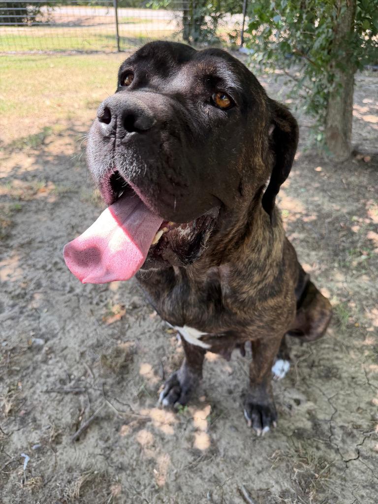 Enlarge Nala, a Adoptable Mastiff in Farmersville, TX image 2/3