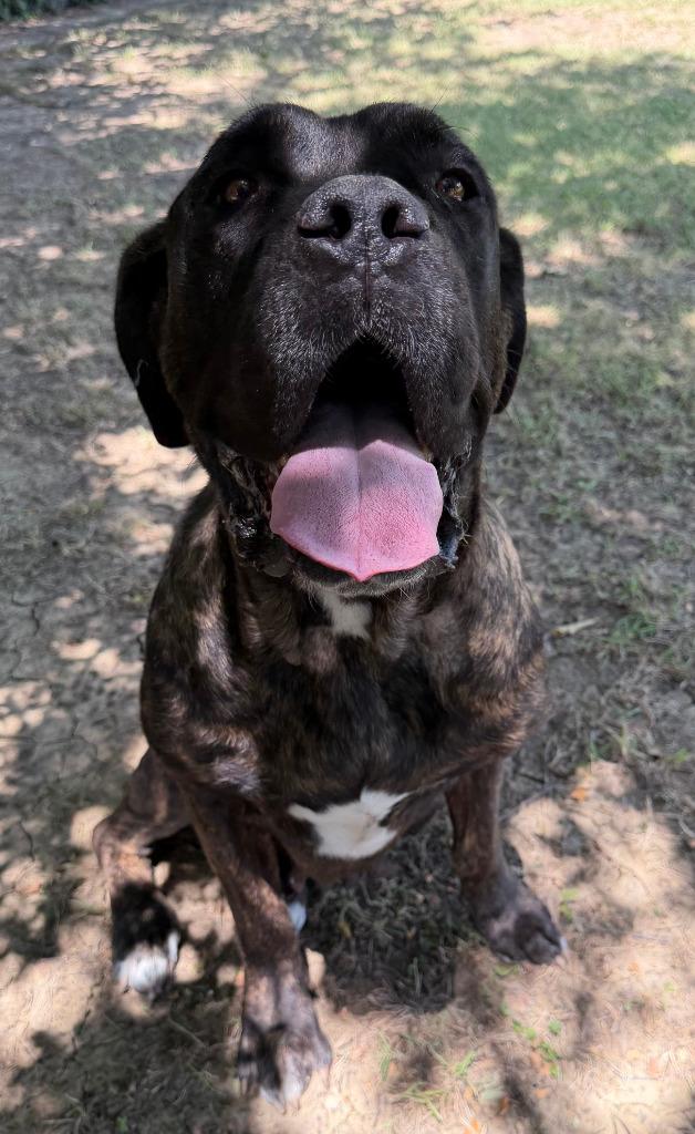 Enlarge Nala, a Adoptable Mastiff in Farmersville, TX image 3/3