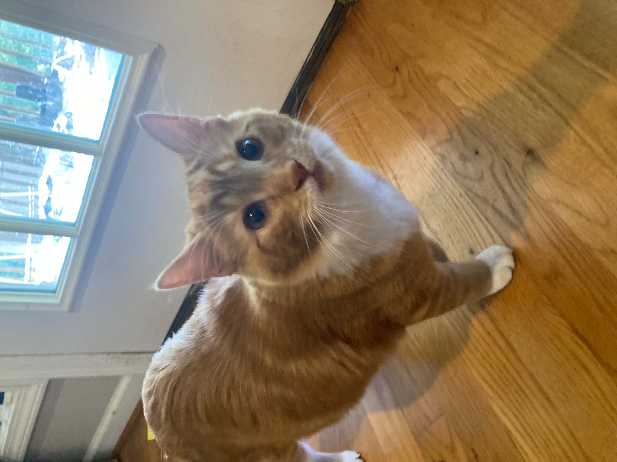 Cat for adoption Sweet Potato, a Manx & Domestic Medium Hair Mix in