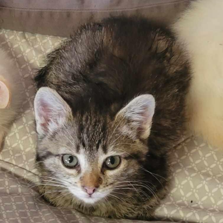 Munchkin, an adoptable Domestic Short Hair in Eureka, CA, 95503 | Photo Image 1