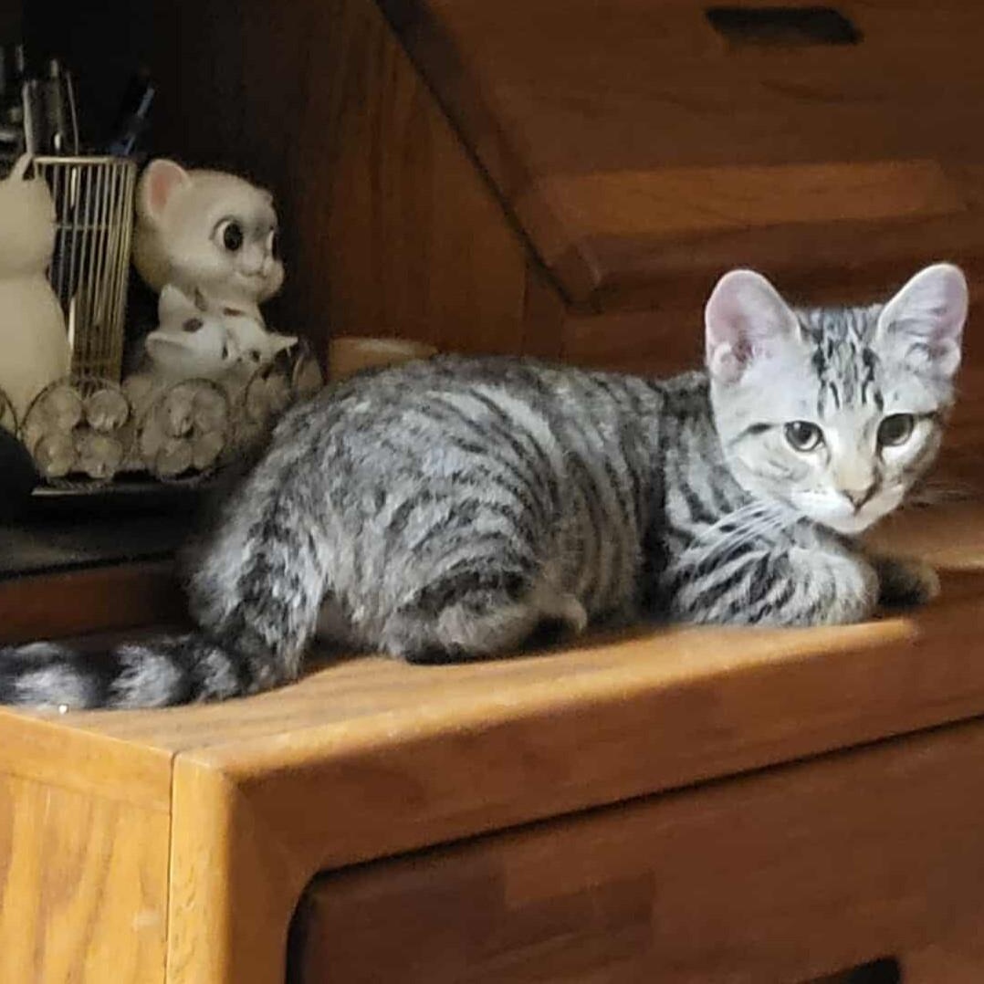 Munchkin, an adoptable Domestic Short Hair in Eureka, CA, 95503 | Photo Image 2