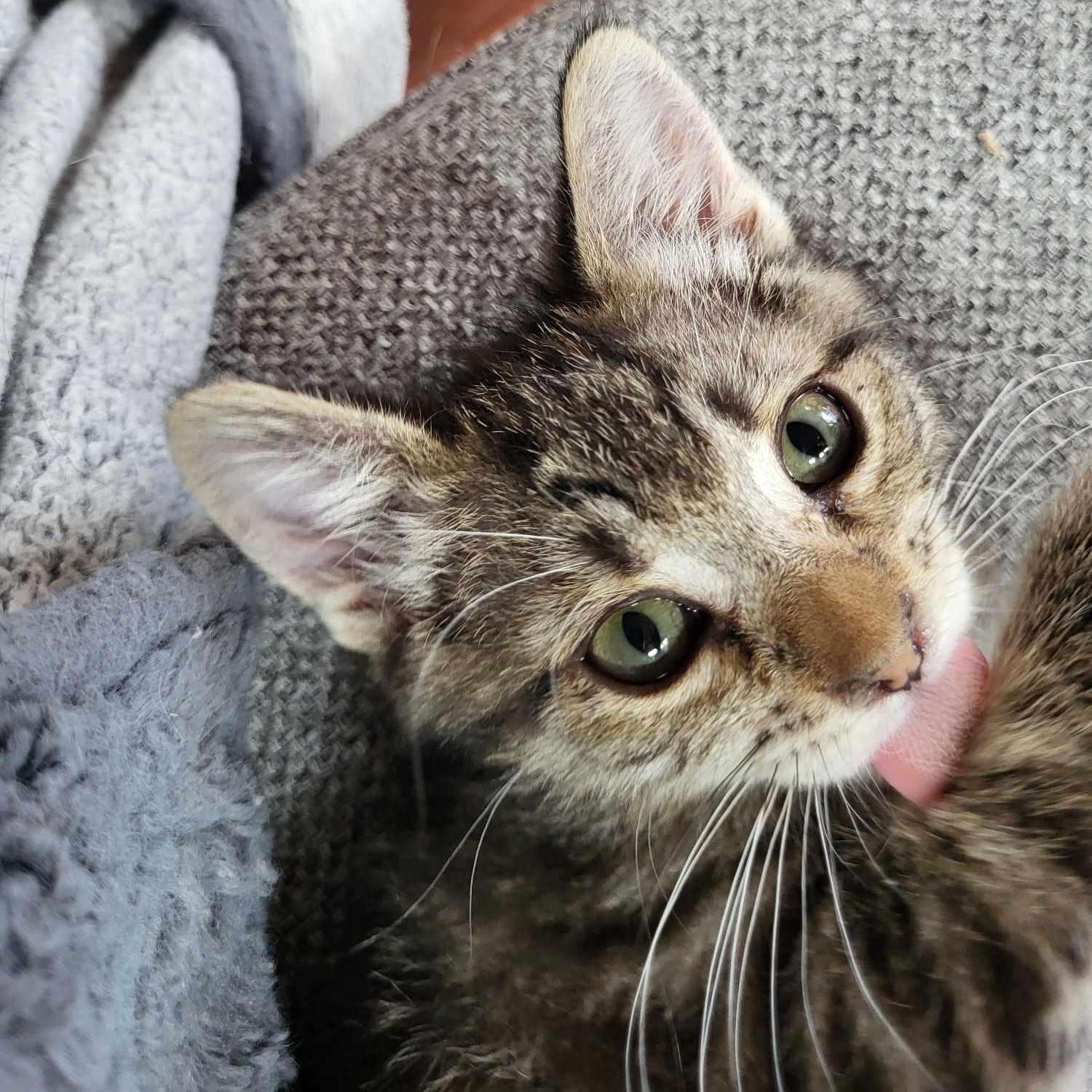 Munchkin, an adoptable Domestic Short Hair in Eureka, CA, 95503 | Photo Image 4