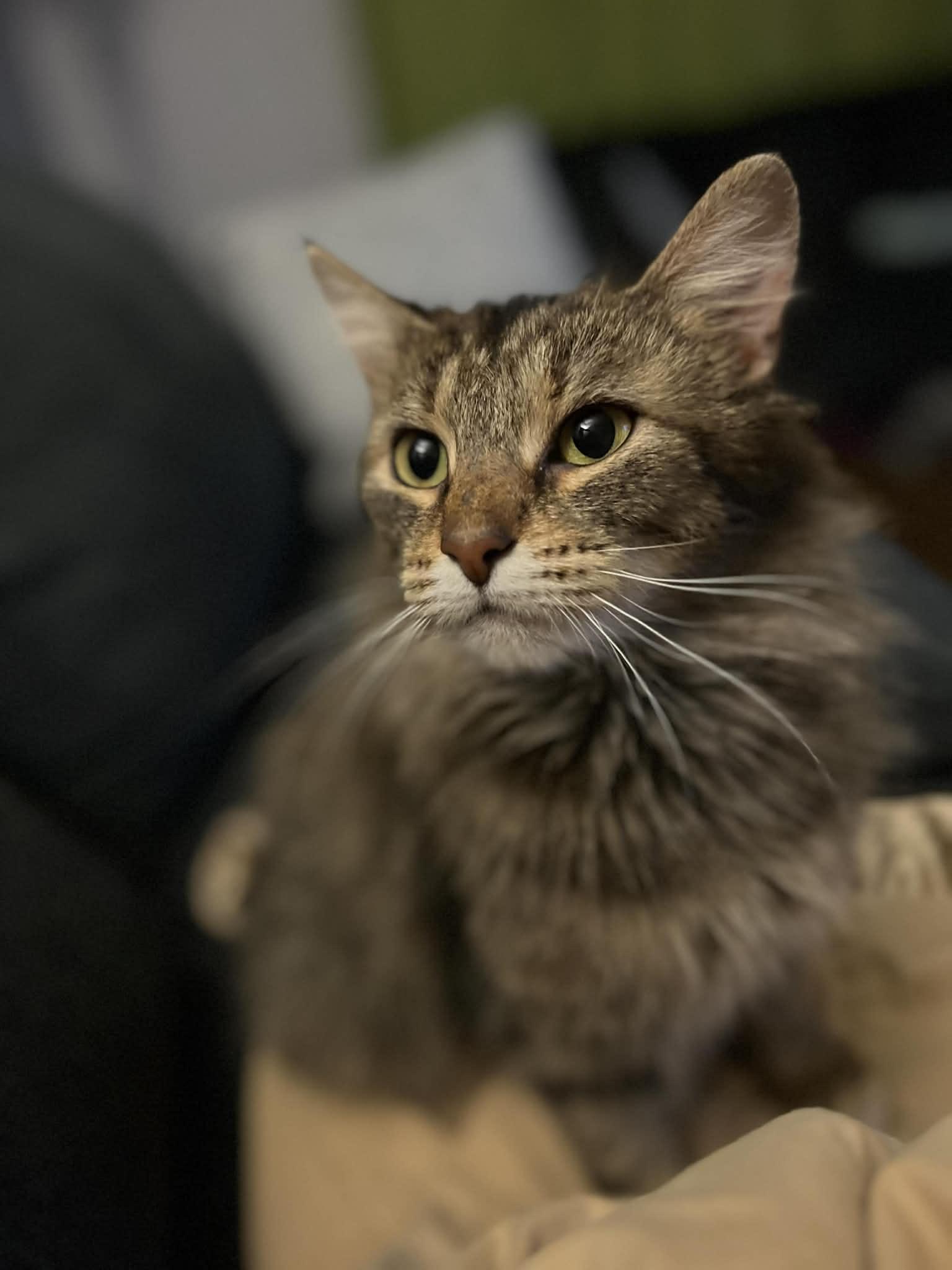 Valentina, ADOPTABLE, Adult Female Domestic Medium Hair.