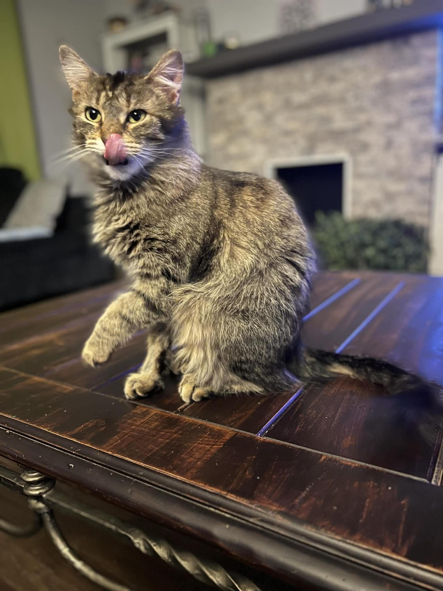 Valentina, a ADOPTABLE Domestic Medium Hair in Pittsburgh, PA image 2/3