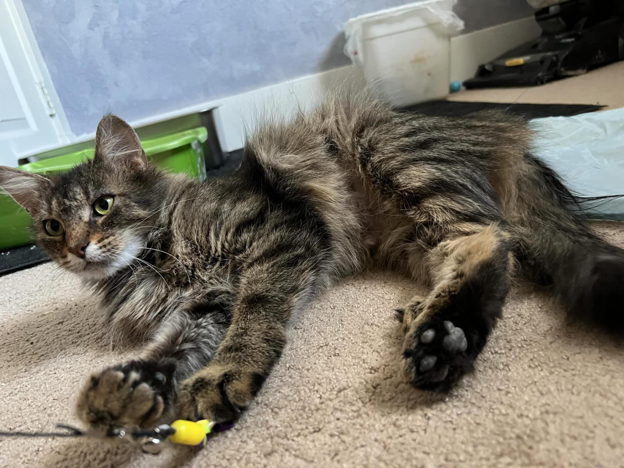 Valentina, a ADOPTABLE Domestic Medium Hair in Pittsburgh, PA image 3/3