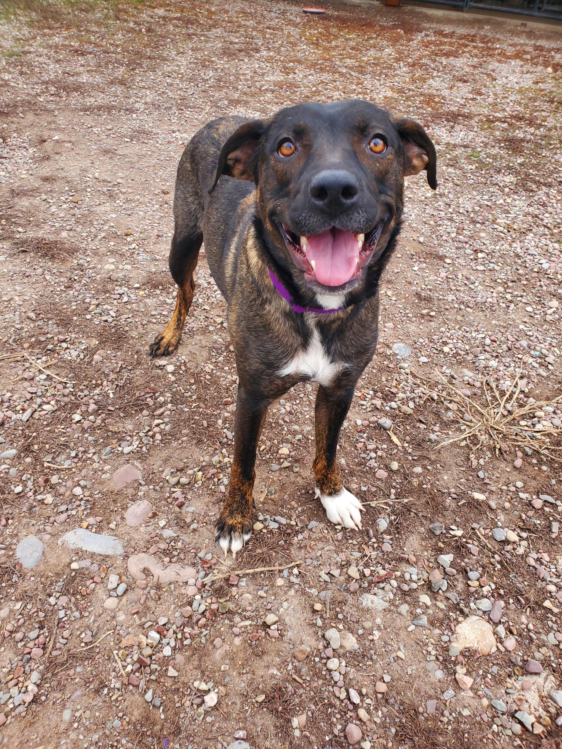 Enlarge Keeva, a ADOPTABLE mixed breed in Polson, MT image 2/4