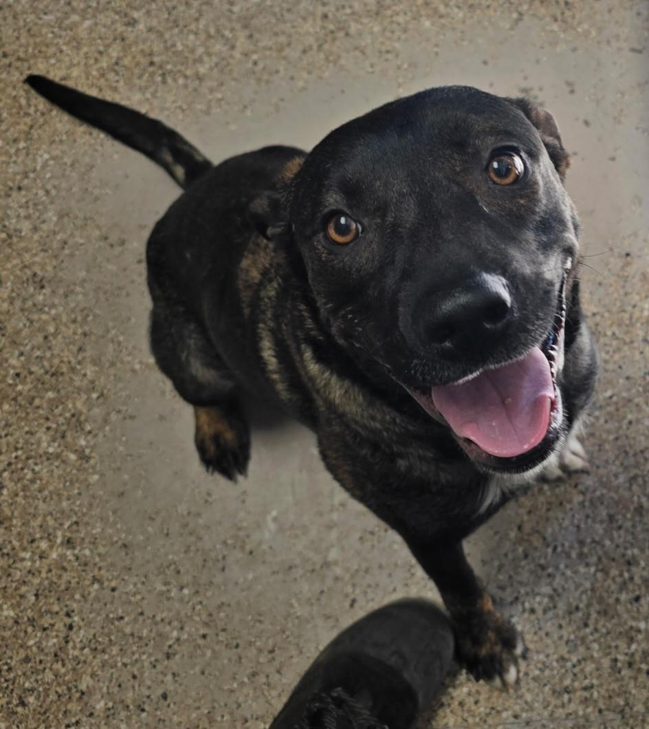 Enlarge Keeva, a ADOPTABLE mixed breed in Polson, MT image 1/4