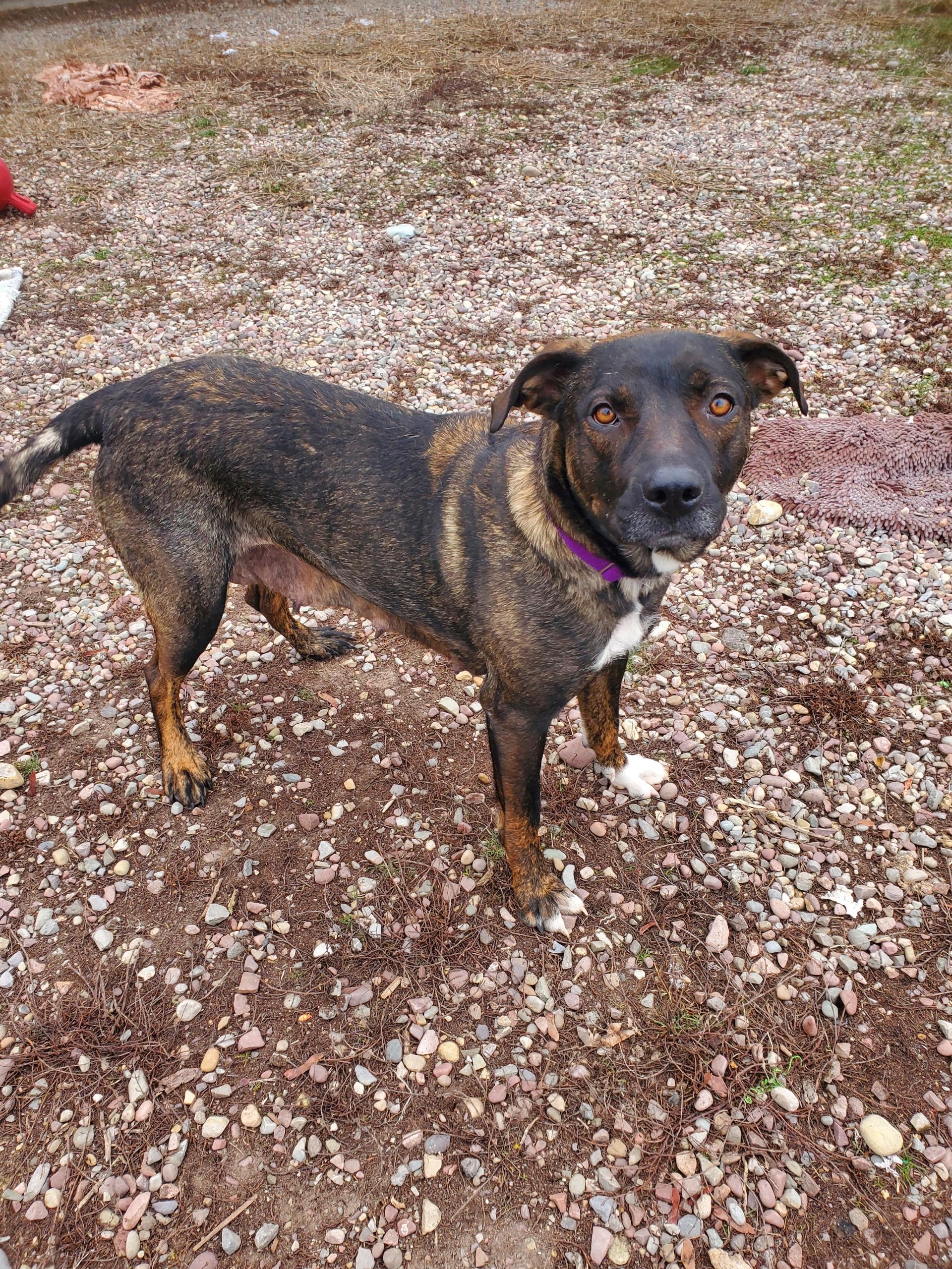 Enlarge Keeva, a ADOPTABLE mixed breed in Polson, MT image 3/4