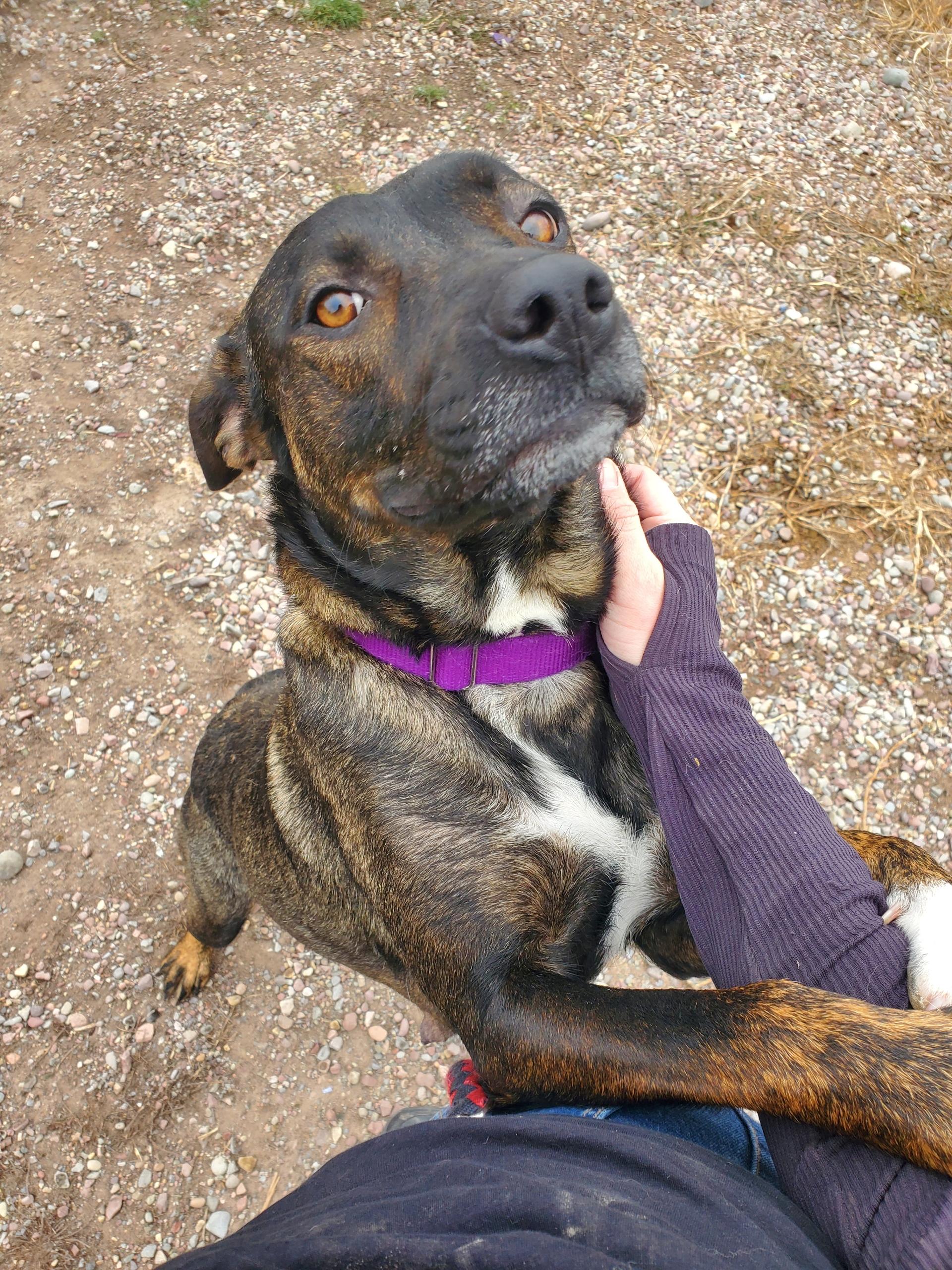 Enlarge Keeva, a ADOPTABLE mixed breed in Polson, MT image 4/4