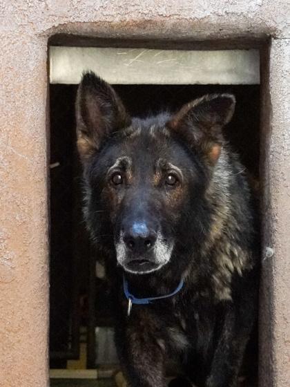 Oso, Adoptable, Senior Male German Shepherd Dog.
