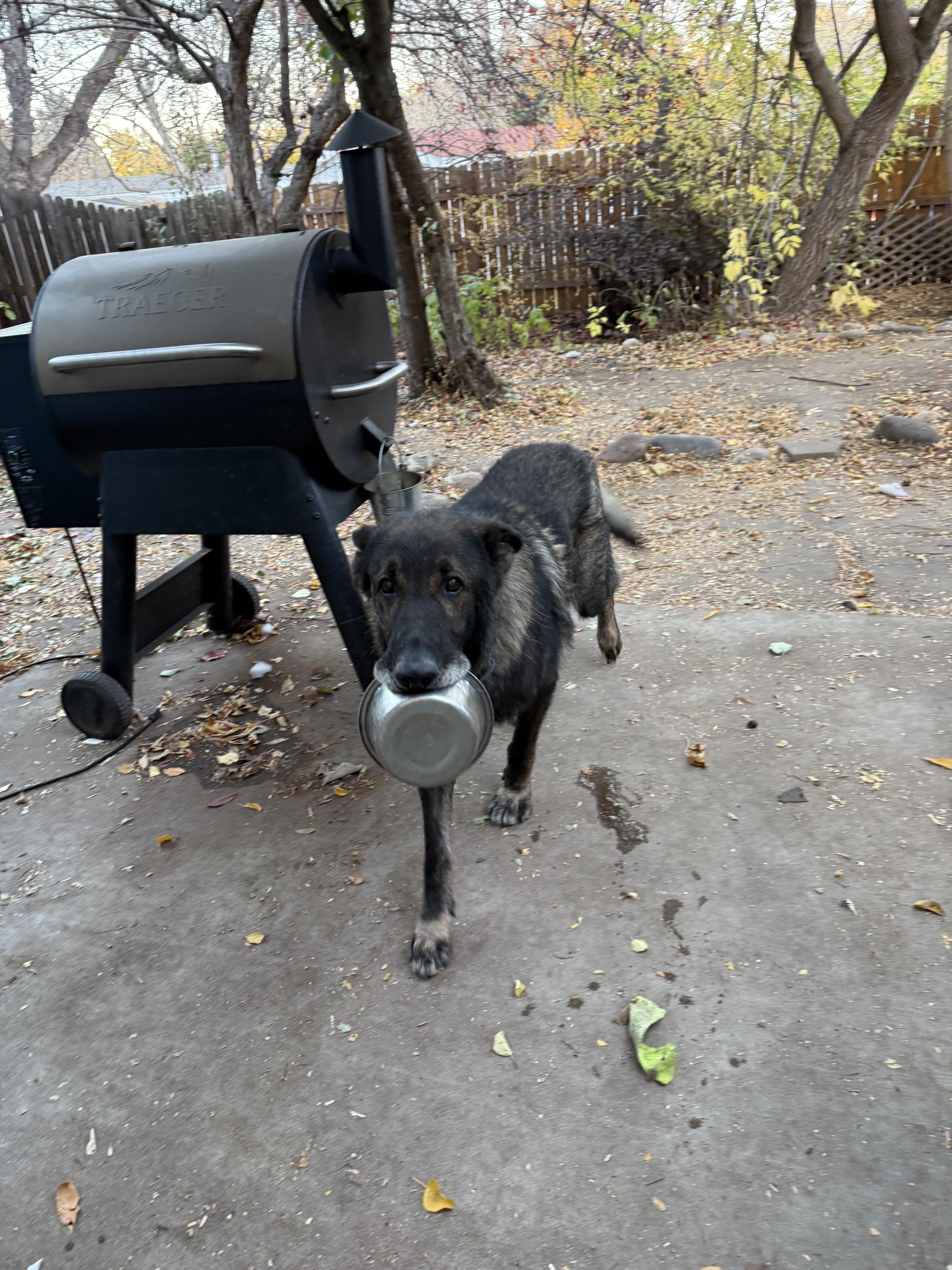 Enlarge Oso, a Adoptable German Shepherd Dog in Denver, CO image 1/3