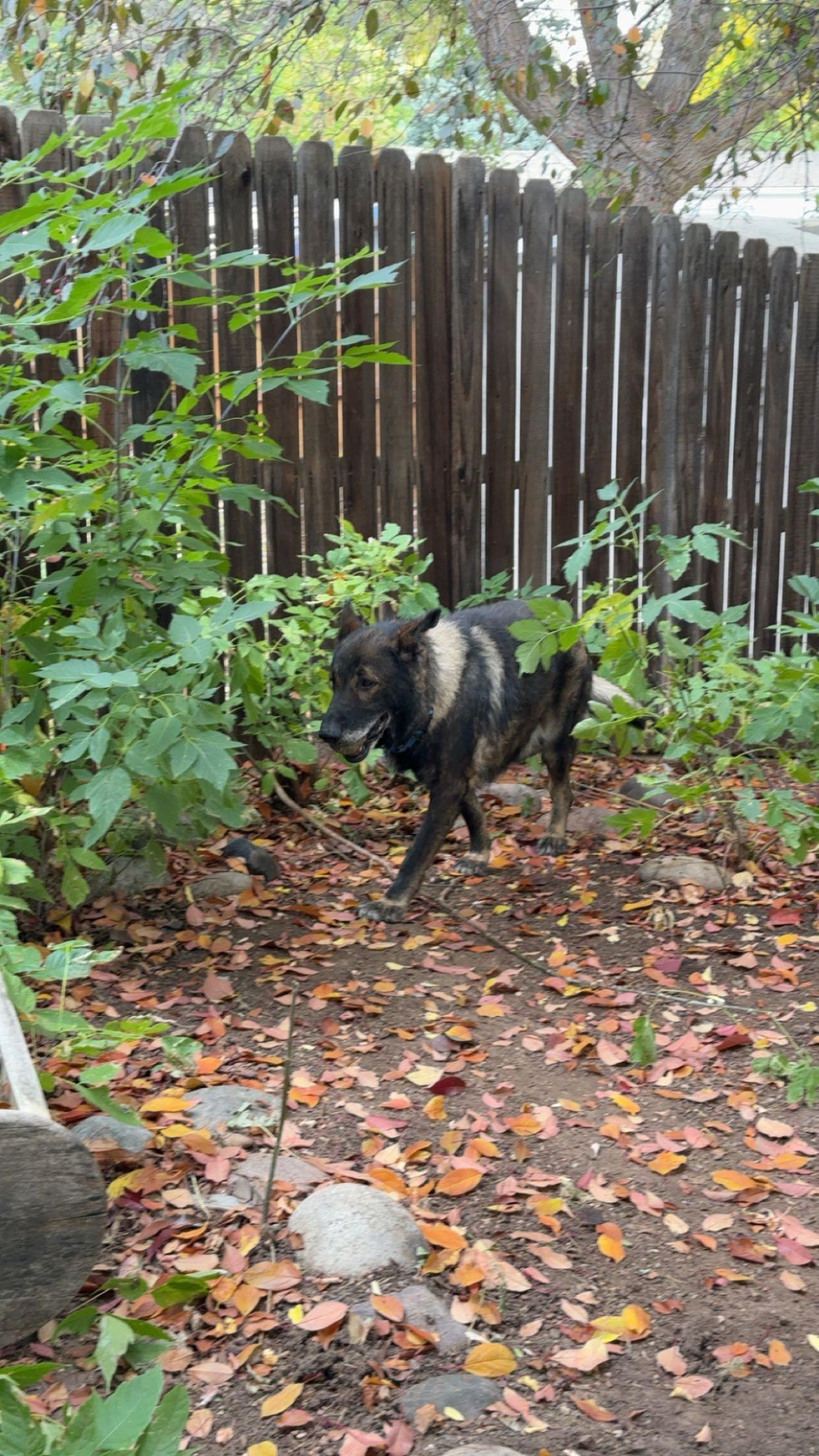 Enlarge Oso, a Adoptable German Shepherd Dog in Denver, CO image 3/3
